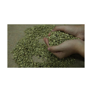 กาแฟ Catuai แปรรูปน้ำผึ้งสำหรับแบรนด์กาแฟรสเลิศและร้านค้าปลีก - Product Image 2