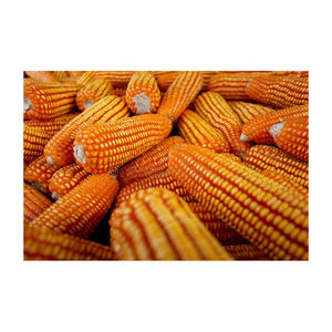 Maïs jaune séché Non-gm adapté à la consommation humaine et aux aliments pour animaux meilleure qualité et prêt à l'exportation - Product Image 4