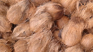 Carne de Coco Dulce Pelada, Suministro Fresco para Exportación - Product Image 4