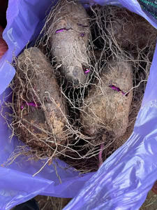 Taro congelado Vietnam alta calidad pelado en cubitos en rodajas proceso IQF a granel precio de fábrica al por mayor - Product Image 6