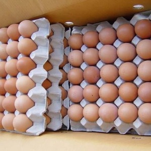 Œufs frais de première qualité, œufs frais de ferme, œufs nutritifs de haute qualité pour la cuisine, la pâtisserie et la distribution en gros pour les marchés d'exportation - Product Image 2