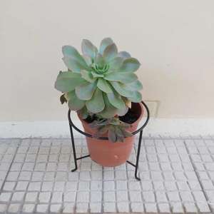 Soporte decorativo de maceta de metal con pátina vintage con acabado recubierto de polvo negro forma y tamaño personalizados para obtener a precio de venta - Product Image 5