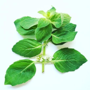 Usine produisant des feuilles de menthe séchées en vrac au Vietnam - Product Image 3