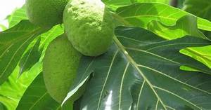 PAN MADURO CONGELADO SIN OMG, ETIQUETA LIMPIA, SUPERALIMENTOS A BASE DE PLANTAS PARA UN ESTILO DE VIDA SALUDABLE - Product Image 6