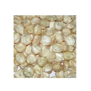 Maïs blanc biologique hautement nutritif de qualité supérieure à vendre - Product Image 1