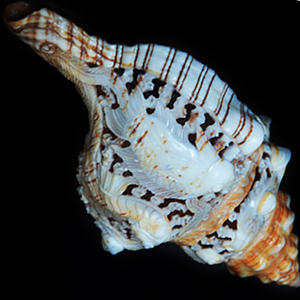 เครื่องประดับเปลือกหอยแกะสลักพร้อมศิลปะการแกะสลักรูปสัตว์ขนาด17ซม. - Product Image 3