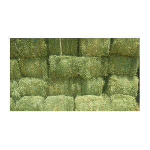 หญ้าโรดส์คุณภาพสูง ขายส่งเกรดส่งออก สำหรับอาหารสัตว์ - Product Image 4