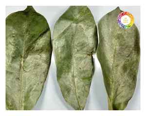 ใบกราวิโอลาแห้งสำหรับชาสมุนไพรใบทุ้มสำหรับบรรจุภัณฑ์ขายส่งและผู้บริโภคผู้จัดจำหน่ายในเวียดนาม - Product Image 5