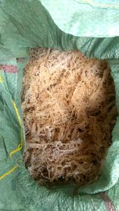 Factory Price Dried Sea Moss Dried Eucheuma Cottonii <b>Seaweed</b> - Product Image 3