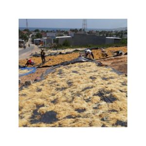 Pure Irish Sea Moss (Seamoss Gold-Purple) Flavored FD Bulk Packed 10% <b>Flash</b> <b>Sale</b> for Spring Festival Carrageen Moss - Product Image 3