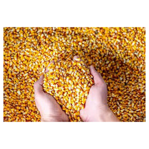 Semillas de Maíz para Palomitas de Maíz Amarillas de Calidad Pura, Precio al por Mayor - Product Image 2