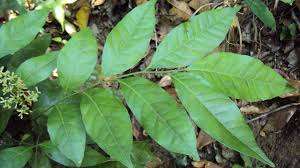 การใช้งานสำหรับ clausena indica ส่งออกในราคาที่ดีที่สุด - Product Image 2