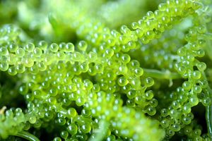 Exportations vietnamiennes de raisins de mer déshydratés de qualité supérieure en vrac offres concurrentielles de prix de raisins de mer frais emballage de sac de variété de Laver - Product Image 3