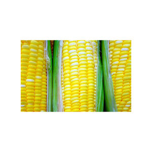 Maïs jaune doux canadien pour l'alimentation animale et la consommation humaine Fournisseur en gros de maïs jaune doux pour l'alimentation animale - Product Image 3