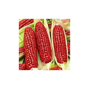 新鲜有机红玉米玉米加拿大优质生甜玉米种子散装50千克包装袋