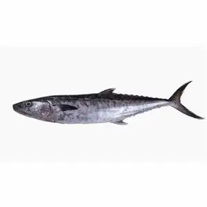 Vente en gros à bas prix de produits de la mer frais importateurs exportateurs poisson maquereau à barre étroite