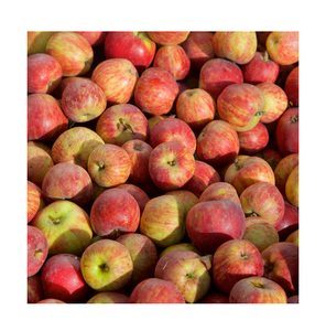 Pommes Winesap fraîches biologiques de haute qualité et à prix économique pour la vente en gros à l'exportation dans le monde entier - Product Image 5