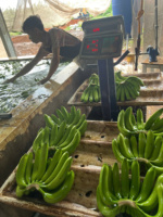 Vietnamese Cavendish Bananen – Natuurlijk zoet, stevige textuur, beste keuze voor groothandels