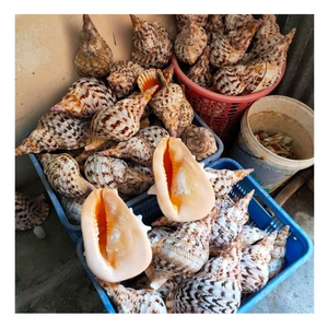 Concha de trompeta de origen vietnamita: concha de trompeta, adecuada para una decoración elegante de restaurante y favoritos populares de exhibición en el hogar - Product Image 2