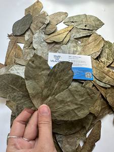 Extrait de feuille de graviola biologique de haute qualité feuille de corossol séchée du Vietnam poivre cru marque VILA pour le thé ANNA DO WA + 84982153058 - Product Image 4