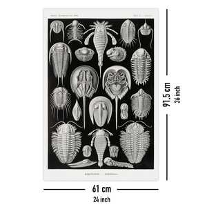 E. Haeckel - Póster de las formas artísticas de la naturaleza: Tortugas, placa 47 - Product Image 5