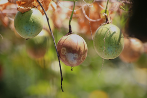 Extrait de fruit de moine biologique certifié avec 25% Mogroside V naturel, édulcorant de haute qualité pour les producteurs mondiaux d'aliments et de boissons - Product Image 4