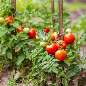 Suministro de fábrica Extracto de tomate Beatlets de licopeno natural Blakeslea Trispora en precio asequible. - Product Image 3