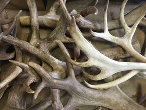 เขากวางเขากวางสีแดงธรรมชาติทั้งหมดผลิตภัณฑ์สารสกัดจากสัตว์ระดับพรีเมียม - Product Image 3