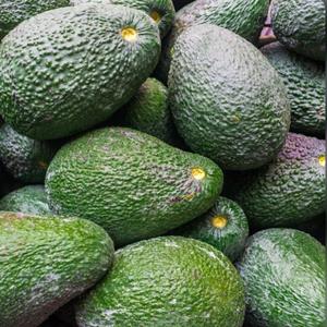 Avocat de haute qualité 100% frais - Fruit tropical de forme poire, chair jaune-verte, prix compétitif, ferme du Vietnam pour la vente en gros - Product Image 3