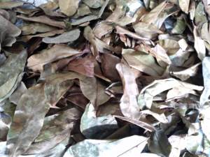 Hoja de guanábana seca de Vietnam, suministro de fábrica, adecuada para el procesamiento de ingredientes y la distribución a granel - Product Image 5