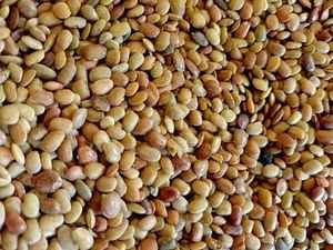 Macrotyloma uniflorum de qualité supérieure, haricot de cheval riche en protéines, nettoyé, classé, exporté en vrac, adapté à l'alimentation animale et à l'usage humain - Product Image 6