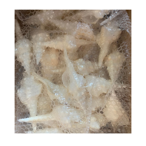 Concha de concha Premium, concha de mar natural genuina para la fabricación de joyas, diseño de interiores y proyectos de arte hechos a mano - Product Image 5