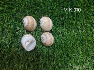 Conchas de mar naturales, ideal para decoración del hogar y Acuario, descordamiento del mar, adecuado para reventa por mar, tiendas de suministro de conchas - Product Image 4