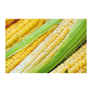 Maíz Amarillo Glutinoso Seco de Alta Calidad, Grado A, 100% al Mejor Precio, Venta al por Mayor, Exportación desde Brasil - Product Image 3