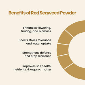 Alga Marina Roja Aquagri Premium en Polvo Fino, Producto Agrícola de 25 kg, Origen India, para Plantas - Product Image 3