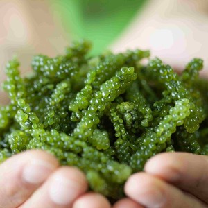 Raisins de mer nutritifs frais pas cher prix naturel seeweed de raisin en gros caviar vert umibudo lato algues du Vietnam - Product Image 3