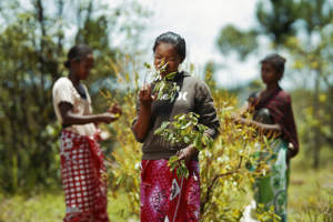 Aceite Esencial de Citronela MG SAKAY 100% Puro y Natural, Destilado al Vapor, Antibacteriano, Antifúngico, Aromaterapia, Ingrediente Cosmético - Product Image 3
