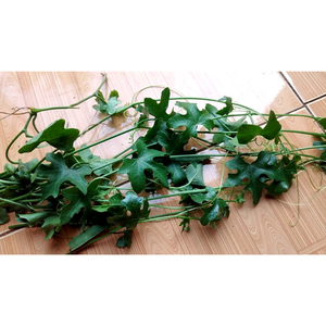 Annona Glabra seca de alta calidad de Vietnam, producto agrícola de primera calidad a la venta - Product Image 3