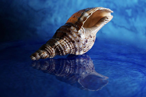 Premium Triton Trumpet Seashell para eventos de sonido espiritual - Product Image 6