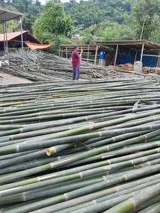 Postes de bambú natural para fines de construcción/Vietnam fábrica de bambú materia prima agricultura para la producción - Product Image 6