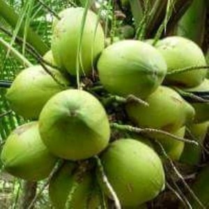 Jeune marque fraîche de SAMUI de noix de coco thaïlandaise. Produit de Fruits, noix de coco desséchée