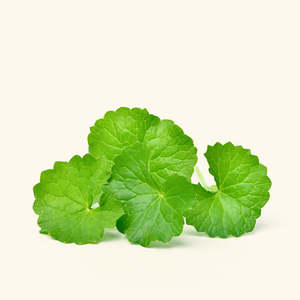 สารสกัดกูตูโคล่าชนิดน้ำสำหรับดูแลและจัดแต่งทรงผมอเนกประสงค์ - Product Image 2