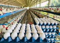 Oeufs de poulet de table bruns frais de qualité Oeufs de table de poulet frais bon marché poulet frais en vrac