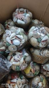 Nautical White Seashell wine cup use for Home Festival <b>Party</b> event <b>Christmas</b> Decoration Souvenir Craft Gifts - Product Image 3