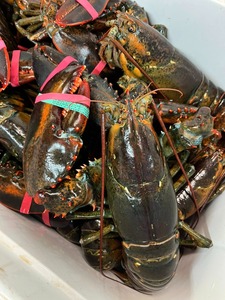 หางกุ้งสดและอาหารทะเลกั้ง - Product Image 4