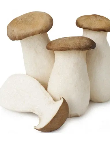 100% King Oyster Mushroom wholesale price