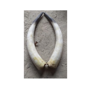 Paire de cornes de buffle élégantes, meilleurs cadeaux, couleur naturelle avec corne brute à vendre, prix bas, prix raisonnable - Product Image 5