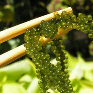 องุ่นทะเลเวียดนาม/องุ่นทะเลเวียดนาม (ลาโต)-ส่งออกสินค้าขายส่งในราคาที่ดีที่สุด/มิสซี่ - Product Image 5