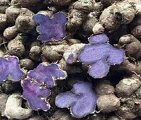 Irisan jahe segar hitam dalam baru panen segar jahe hitam tanaman baru