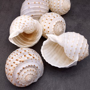 CASQUILLAS DE TUN MANCHAS NATURALES/SUPERFICIE PULIDA/ALTO GRADO PARA JOYERÍA Y ORNAMENTOS DE ARTE DE CONCHA - Product Image 5